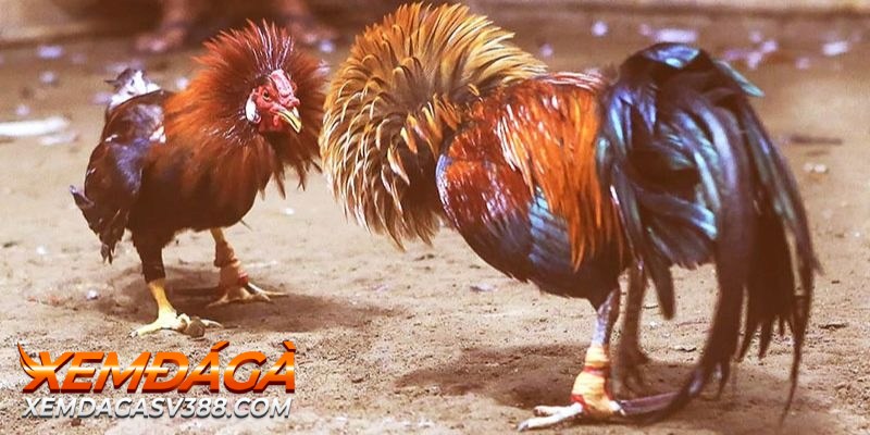 Kê thủ có thể cá cược trực tiếp tại trường gà Philippines