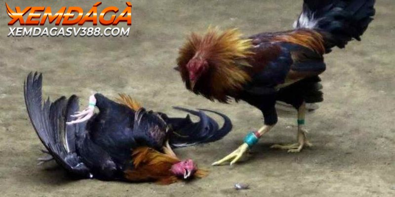 Người chơi ngày càng có xu hướng lựa chọn coi đá gà Campuchia online 