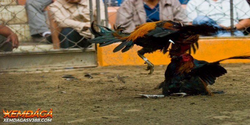  Cuộc đấu của gà Peru luôn thu hút sự chú ý và hấp dẫn của người xem